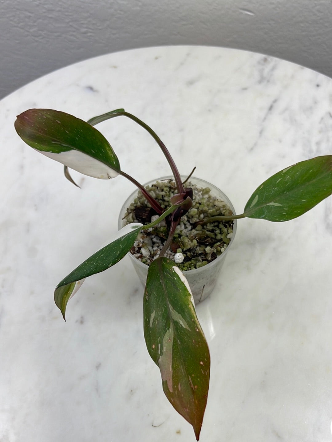 Closeup Philodendron Red Anderson Pot — Stockfotografi
