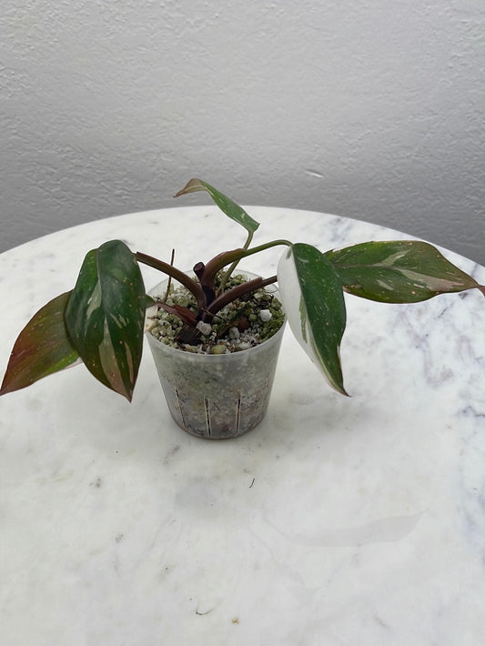 Philodendron Red Anderson bottom cutting